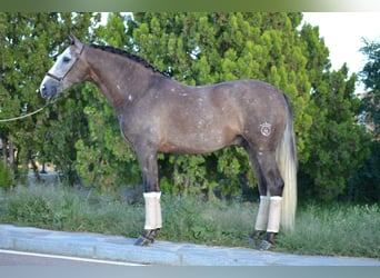 PRE Mestizo, Caballo castrado, 6 años, 164 cm, Tordo rodado