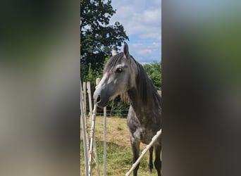 PRE Mestizo, Caballo castrado, 6 años, 164 cm, Tordo rodado