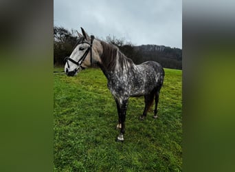 PRE Mestizo, Caballo castrado, 6 años, 164 cm, Tordo rodado