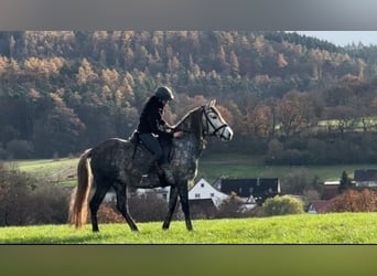 PRE Mestizo, Caballo castrado, 6 años, 164 cm, Tordo rodado