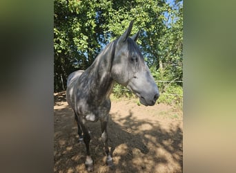 PRE Mestizo, Caballo castrado, 6 años, 164 cm, Tordo rodado