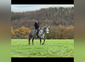 PRE Mestizo, Caballo castrado, 6 años, 164 cm, Tordo rodado