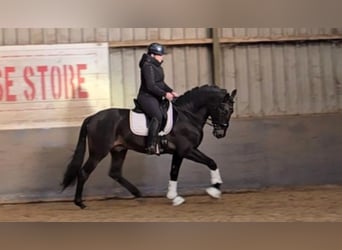 PRE Mestizo, Caballo castrado, 6 años, 165 cm, Bayo