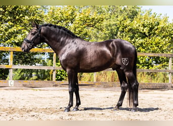 PRE Mestizo, Caballo castrado, 6 años, 165 cm, Bayo