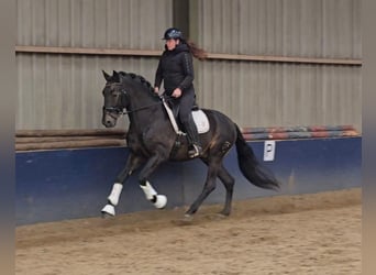 PRE Mestizo, Caballo castrado, 6 años, 165 cm, Bayo