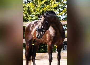 PRE Mestizo, Caballo castrado, 6 años, 165 cm, Bayo