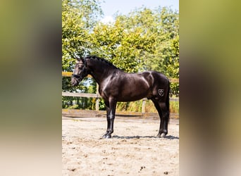 PRE Mestizo, Caballo castrado, 6 años, 165 cm, Bayo