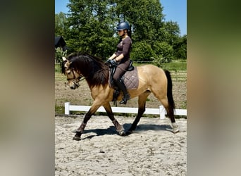 PRE Mestizo, Caballo castrado, 6 años, 165 cm, Bayo