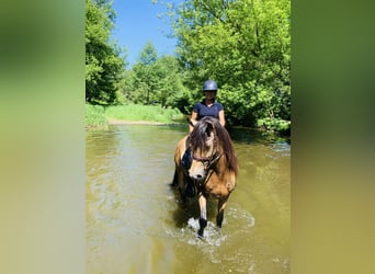 PRE Mestizo, Caballo castrado, 6 años, 165 cm, Bayo