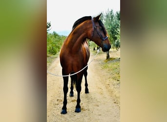 PRE Mestizo, Caballo castrado, 6 años, 165 cm, Castaño