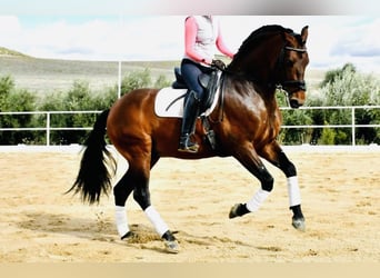 PRE Mestizo, Caballo castrado, 6 años, 165 cm, Castaño