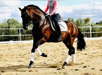 PRE Mestizo, Caballo castrado, 6 años, 165 cm, Castaño