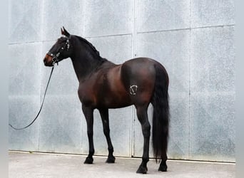 PRE, Caballo castrado, 6 años, 165 cm, Castaño oscuro