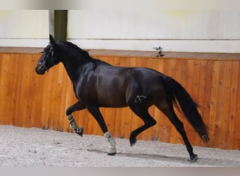 PRE, Caballo castrado, 6 años, 165 cm, Castaño oscuro