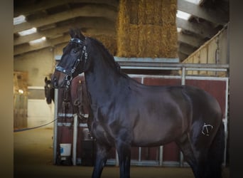 PRE, Caballo castrado, 6 años, 165 cm, Castaño oscuro