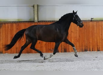 PRE, Caballo castrado, 6 años, 165 cm, Castaño oscuro