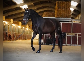 PRE, Caballo castrado, 6 años, 165 cm, Castaño oscuro