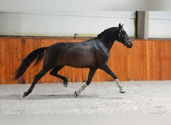 PRE, Caballo castrado, 6 años, 165 cm, Castaño oscuro