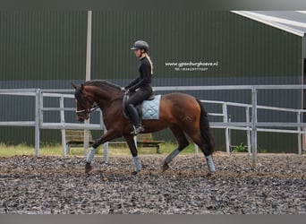 PRE, Caballo castrado, 6 años, 165 cm, Castaño oscuro