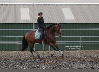 PRE, Caballo castrado, 6 años, 165 cm, Castaño oscuro