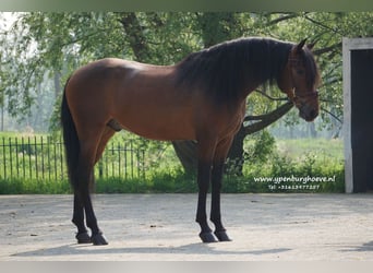 PRE, Caballo castrado, 6 años, 165 cm, Castaño oscuro