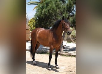 PRE Mestizo, Caballo castrado, 6 años, 165 cm, Castaño rojizo