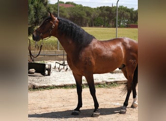 PRE Mestizo, Caballo castrado, 6 años, 165 cm, Castaño rojizo