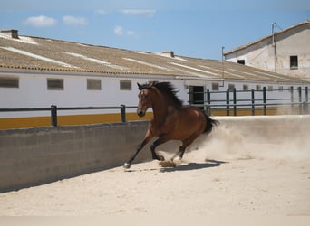 PRE Mestizo, Caballo castrado, 6 años, 165 cm, Castaño rojizo