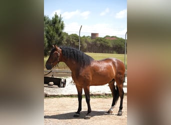 PRE Mestizo, Caballo castrado, 6 años, 165 cm, Castaño rojizo