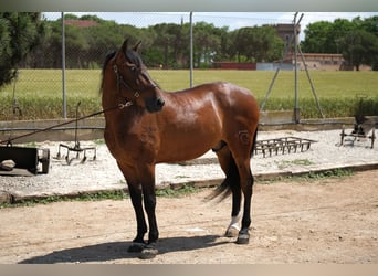 PRE Mestizo, Caballo castrado, 6 años, 165 cm, Castaño rojizo