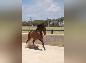 PRE Mestizo, Caballo castrado, 6 años, 165 cm, Castaño rojizo