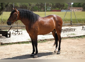 PRE Mestizo, Caballo castrado, 6 años, 165 cm, Castaño rojizo