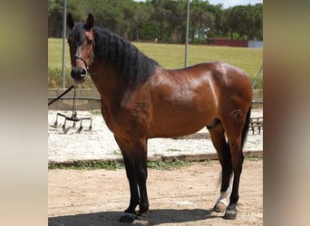 PRE Mestizo, Caballo castrado, 6 años, 165 cm, Castaño rojizo