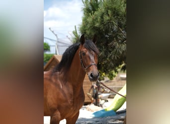 PRE Mestizo, Caballo castrado, 6 años, 165 cm, Castaño rojizo