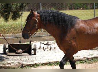 PRE Mestizo, Caballo castrado, 6 años, 165 cm, Castaño rojizo