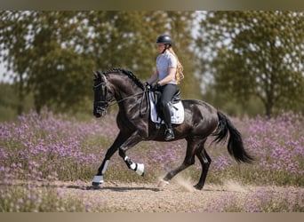 PRE Mestizo, Caballo castrado, 6 años, 165 cm, Negro