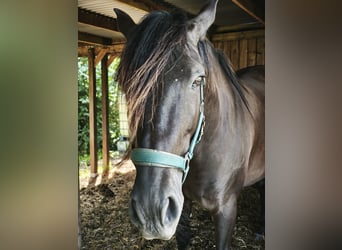 PRE, Caballo castrado, 6 años, 165 cm, Negro