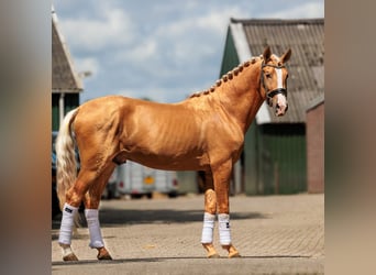 PRE, Caballo castrado, 6 años, 165 cm, Palomino