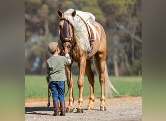 PRE Mestizo, Caballo castrado, 6 años, 165 cm, Palomino
