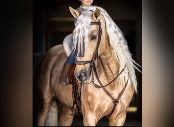 PRE Mestizo, Caballo castrado, 6 años, 165 cm, Palomino