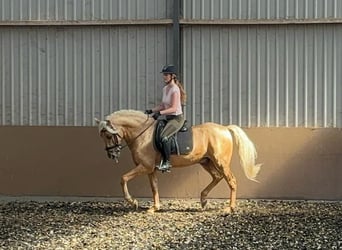 PRE Mestizo, Caballo castrado, 6 años, 165 cm, Palomino