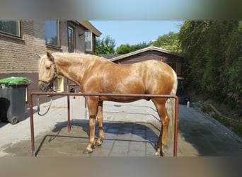 PRE Mestizo, Caballo castrado, 6 años, 165 cm, Palomino