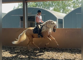 PRE Mestizo, Caballo castrado, 6 años, 165 cm, Palomino