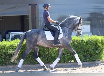 PRE, Caballo castrado, 6 años, 165 cm, Tordo