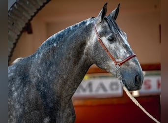 PRE, Caballo castrado, 6 años, 165 cm, Tordo