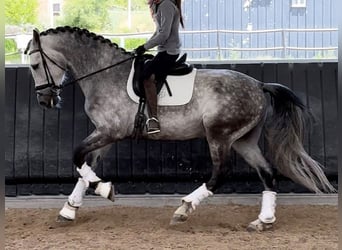 PRE Mestizo, Caballo castrado, 6 años, 165 cm, Tordo