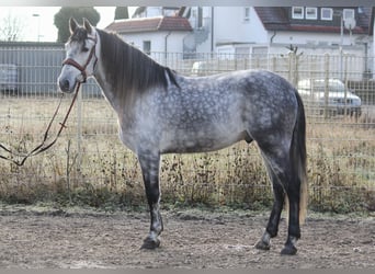 PRE, Caballo castrado, 6 años, 165 cm, Tordo