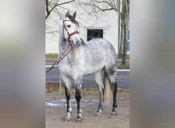 PRE, Caballo castrado, 6 años, 165 cm, Tordo