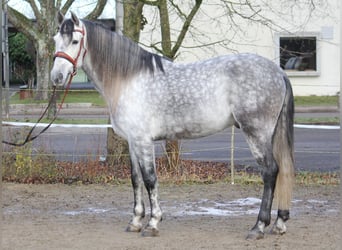 PRE, Caballo castrado, 6 años, 165 cm, Tordo