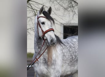 PRE, Caballo castrado, 6 años, 165 cm, Tordo